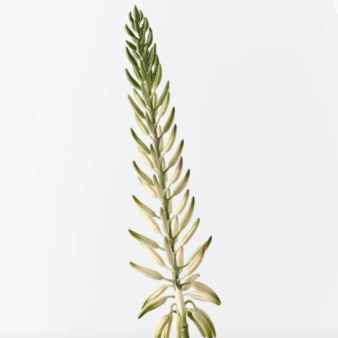Faux
